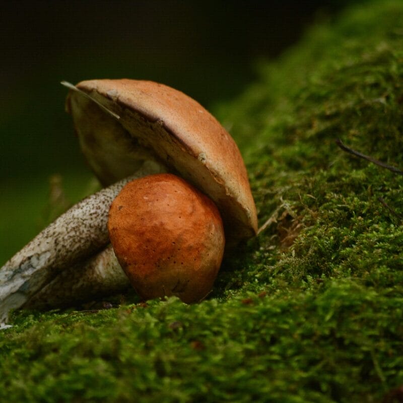 Mushroom Dispensary Vancouver | Mushroom Gummies Canada