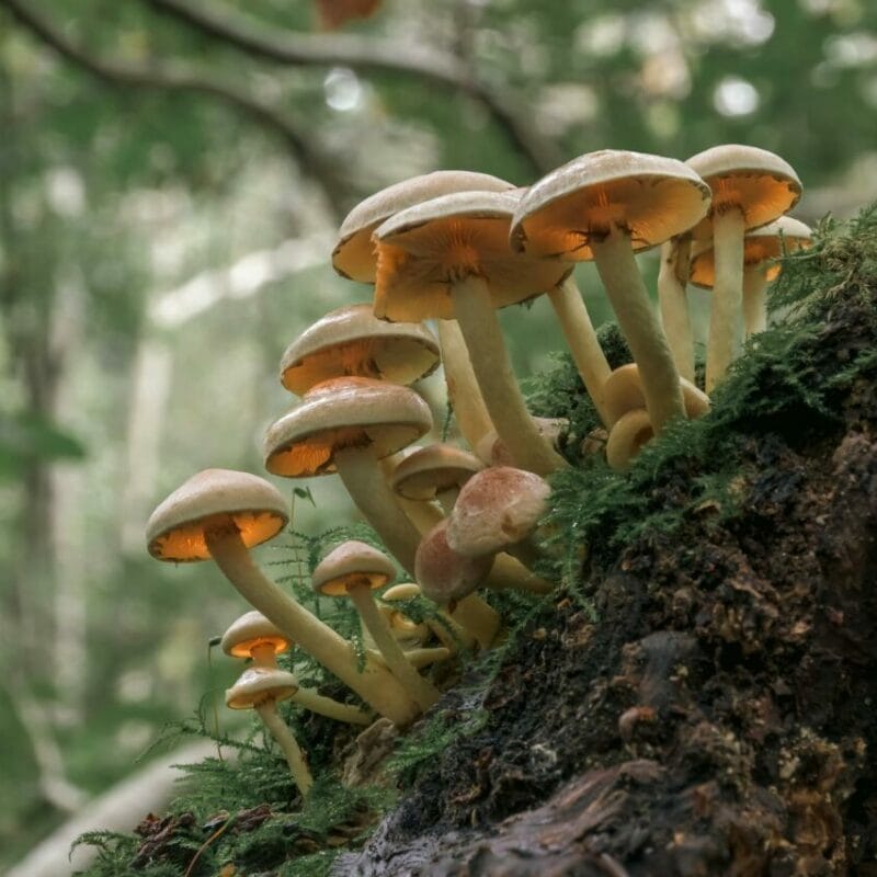 Shrooms online | Mushroom Gummies Canada