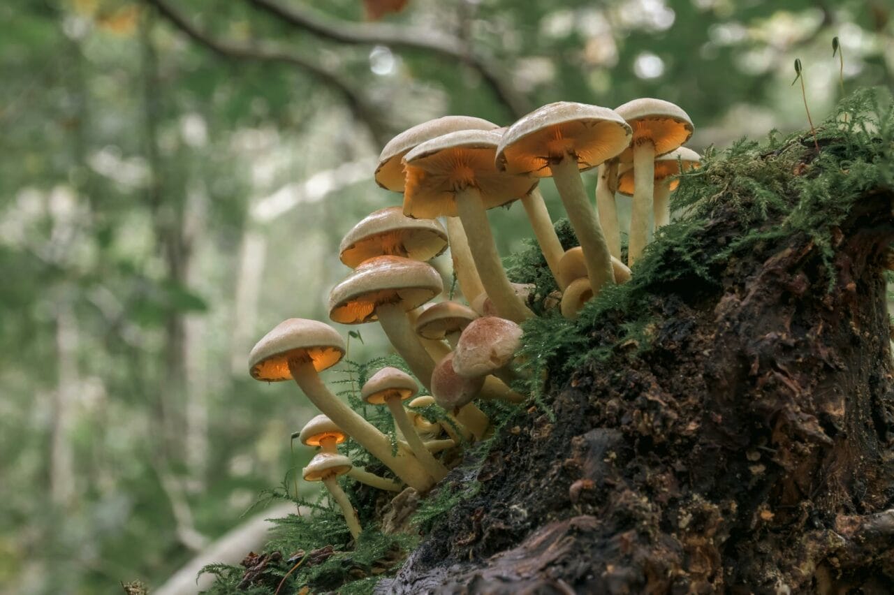 The Role of Psilocybin in Magic Mushrooms: Enhancing Sexual Function and Satisfaction