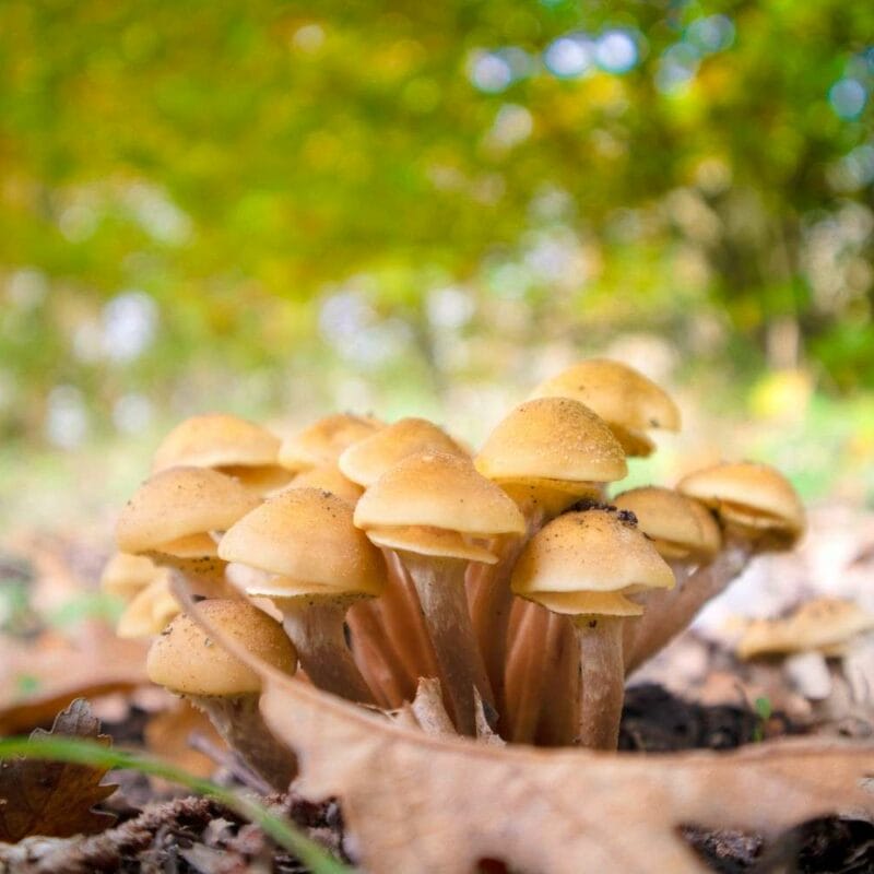Shrooms Canada | Mushroom Gummies Canada