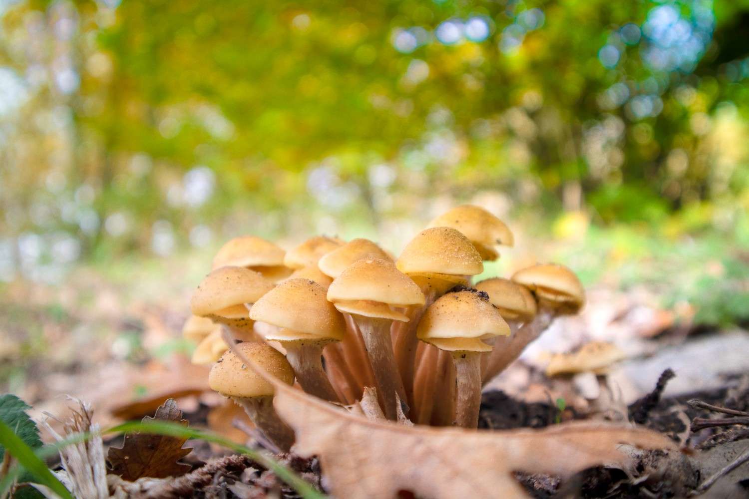 The Global Phenomenon of Microdosing Psilocybin Mushrooms: No Longer Limited to Canada
