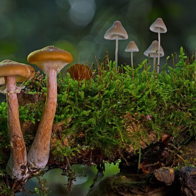 magic mushroom in Canada | Mushroom Gummies Canada