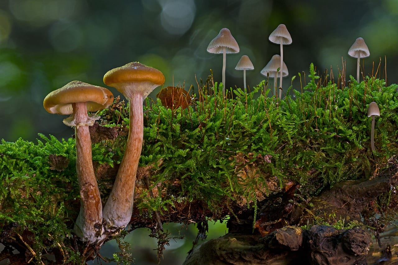 A Majority of Canadians, 80%, Back the Use of Magic Mushrooms to Alleviate Existential Distress