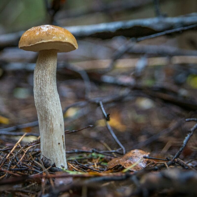 Shrooms online | Mushroom Gummies Canada