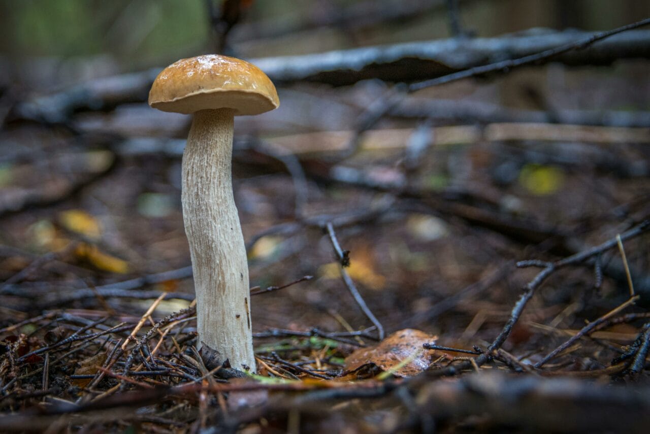 Recent Studies on Psychedelic Mushrooms Indicate that Prolonged Changes in Brain Function Could Benefit Mental Health