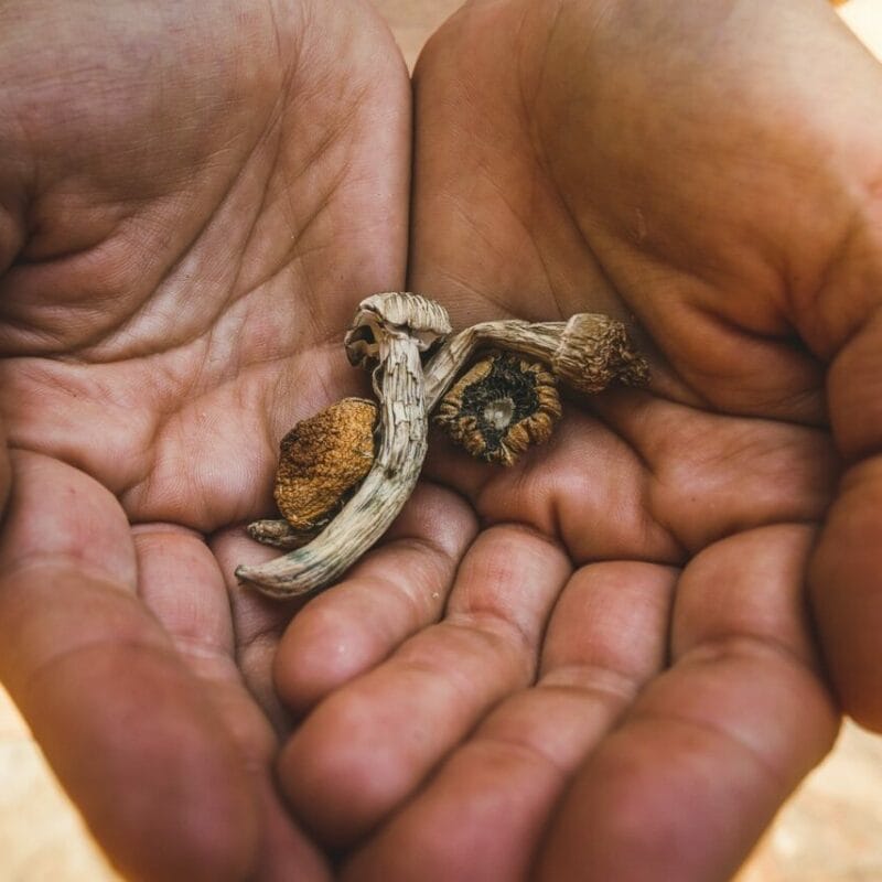 dried shrooms | Mushroom Gummies Canada