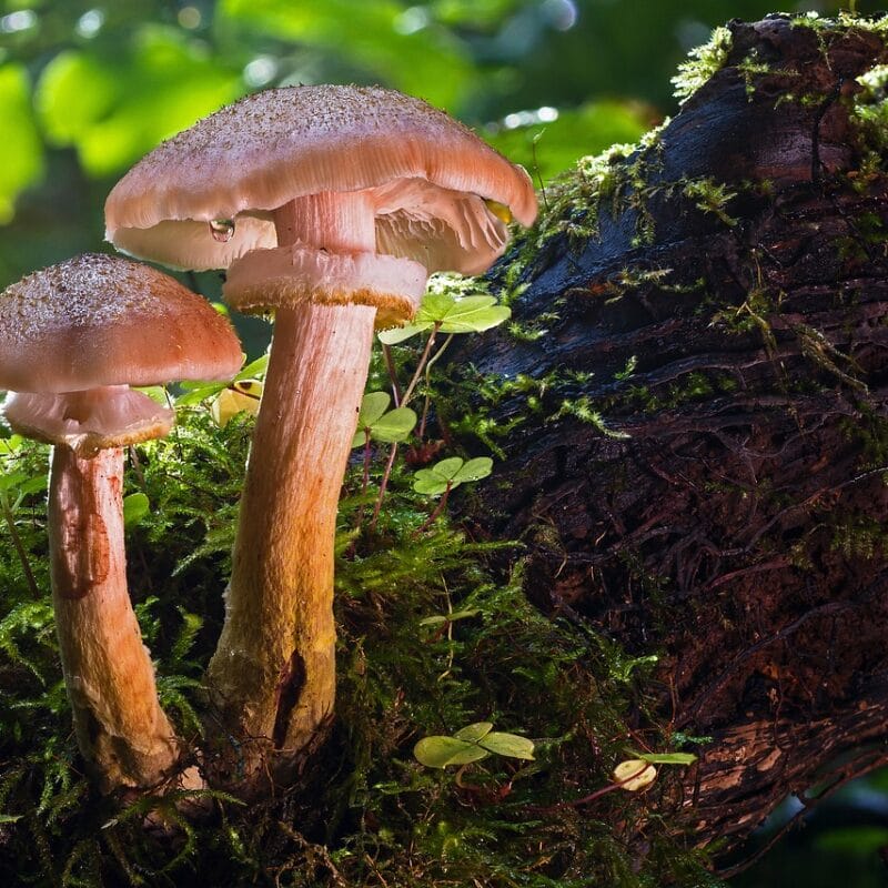 magic mushroom delivery | Mushroom Gummies Canada