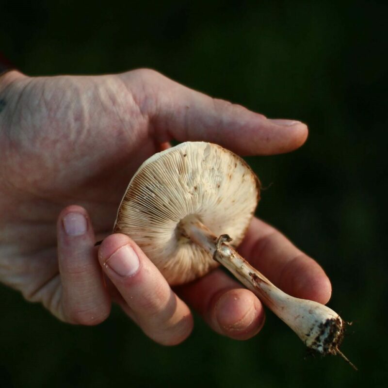 Shrooms | Mushroom Gummies Canada