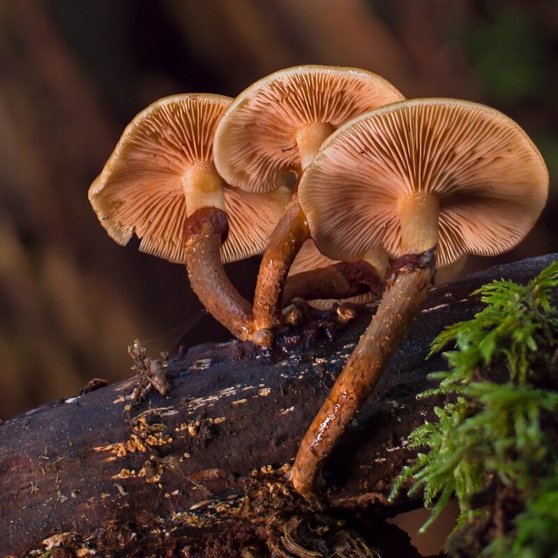alacabenzi strain | Mushroom Gummies Canada
