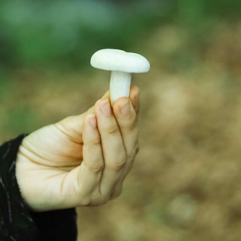shrooms online in Canada | Mushroom Gummies Canada