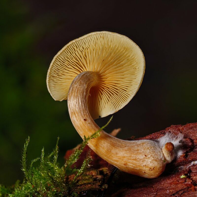 Alacabenzi Strain | Mushroom Gummies Canada