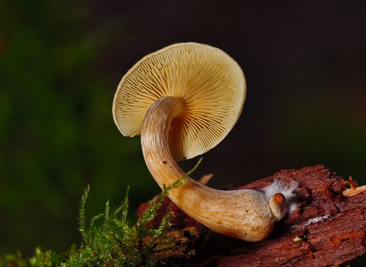 Understanding the Alacabenzi Strain – Essential Knowledge for Users Prior to Initial Use
