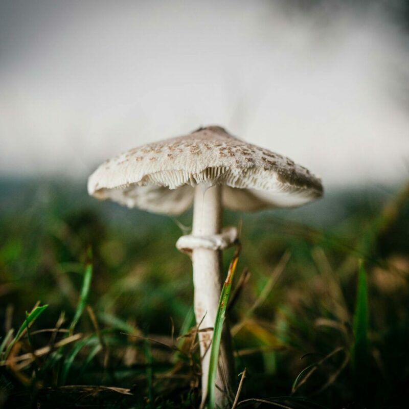 White Monster | Mushroom Gummies Canada