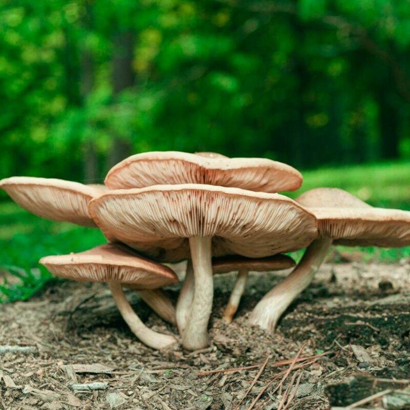 Big Daddy Mushroom | Mushroom Gummies Canada