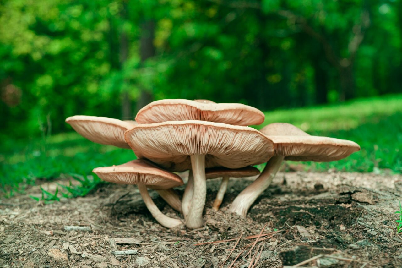 Experienced the Big Daddy Mushroom during a Hike – A solid 10/10, would definitely repeat!
