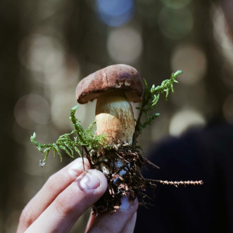 Buy Shrooms | Mushroom Gummies Canada