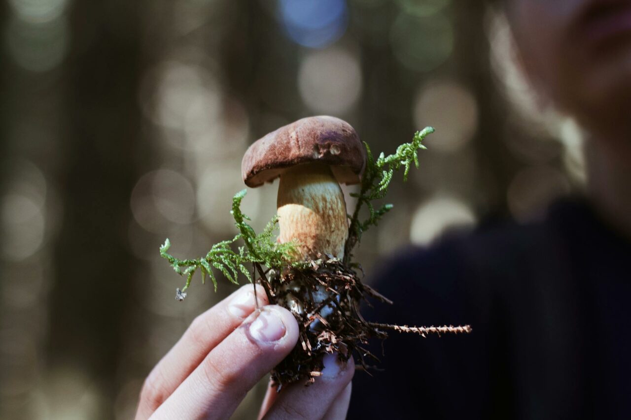 Purchase Mushrooms Online? A Retired Individual Regrets Not Utilizing Psilocybin 45 Years Earlier