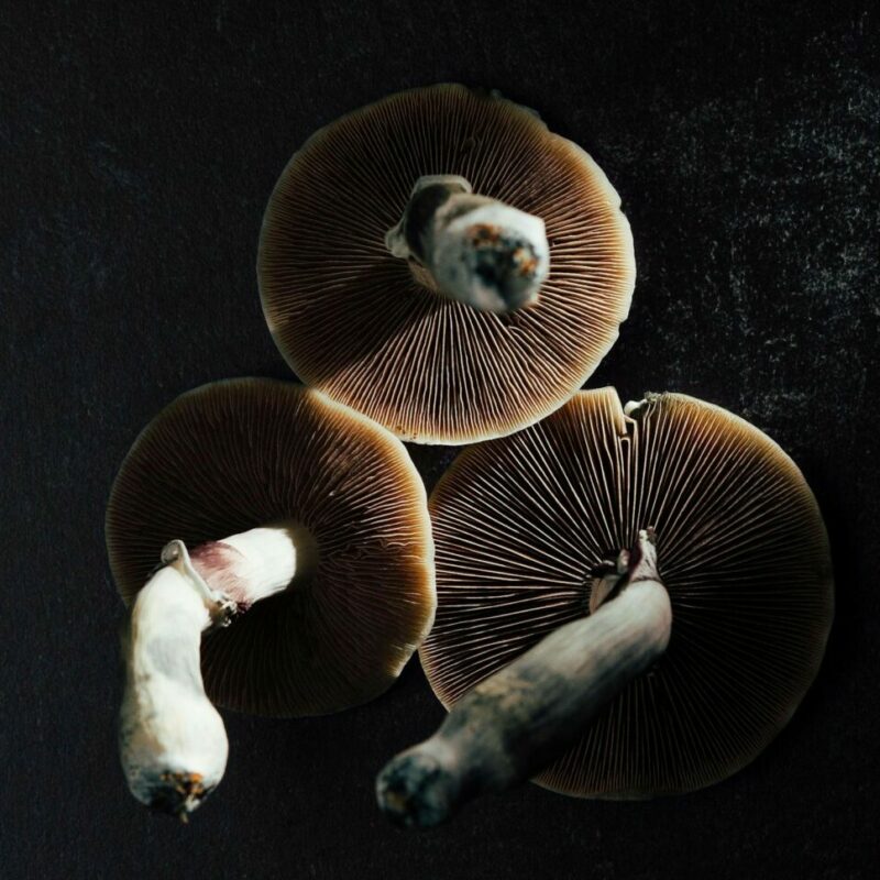 Magic Mushroom Canada | Mushroom Gummies Canada