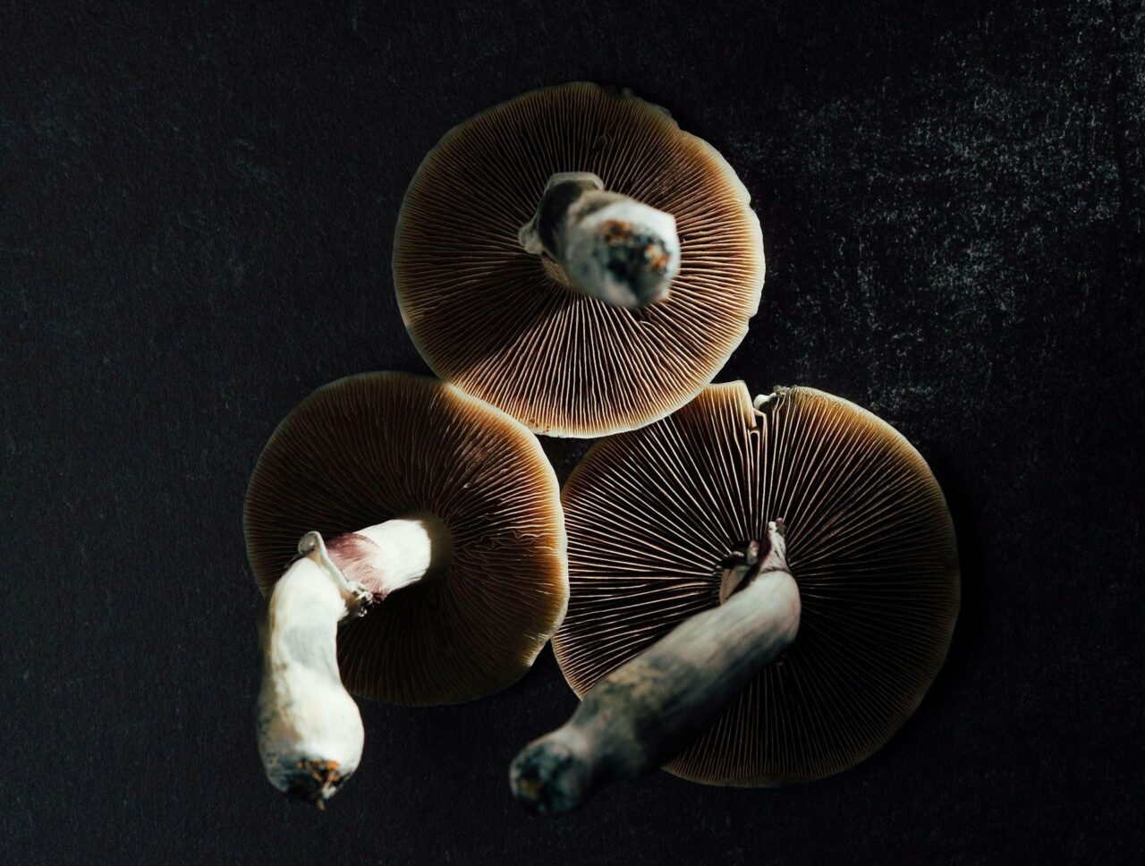 Canada’s Magic Mushroom – Experts Discuss Why Natural Psilocybin Has a Stronger Impact Than Its Synthetic Counterpart