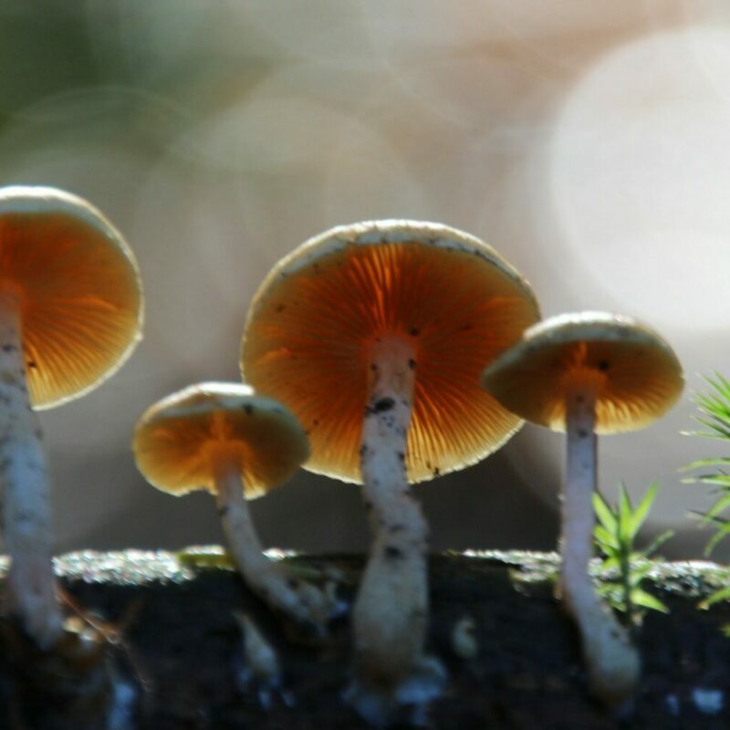 Magic Mushroom Delivery | Mushroom Gummies Canada
