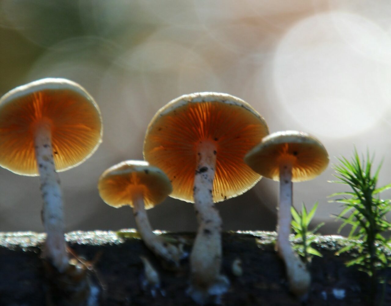 How the Delivery of Magic Mushrooms Revolutionized My Psychedelic Experiences (for the Better)