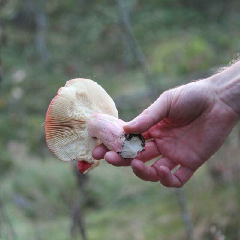 Magic Mushroom Delivery | Mushroom Gummies Canada