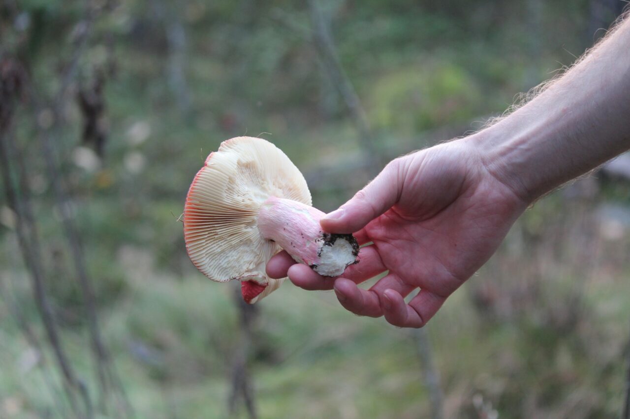 Delivery of Magic Mushrooms Aids in the Recovery of Paralyzed Mountain Athletes