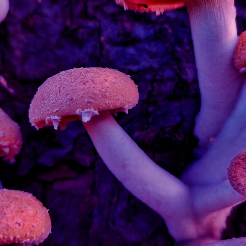 Mushroom Dispensary | Mushroom Gummies Canada