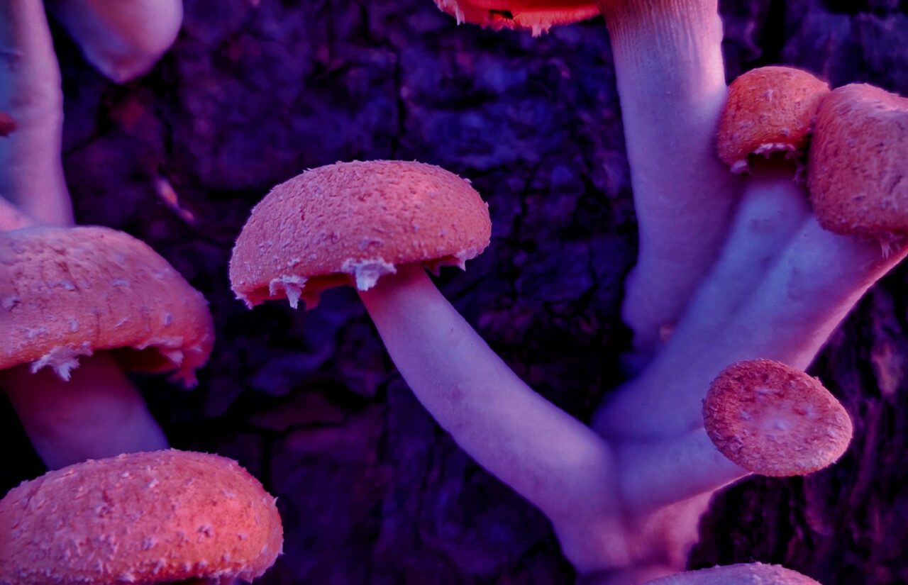 How a Mushroom Dispensary’s Psilocybin Could Reshape the Minds Plagued by HIV-Related Stigma