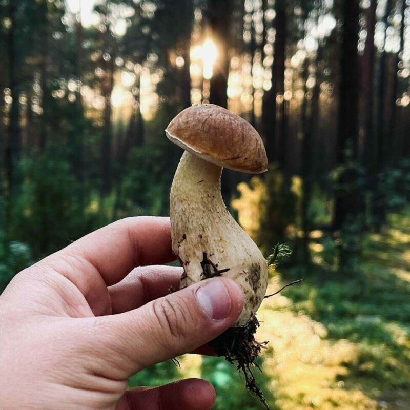 Shrooms Delivery Canada | Mushroom Gummies Canada
