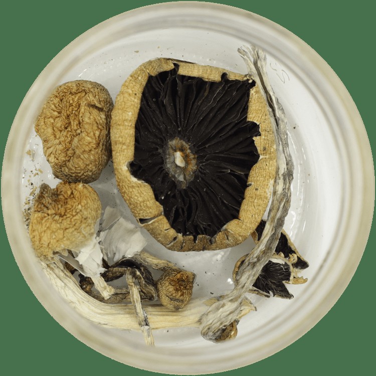  | Mushroom Gummies Canada