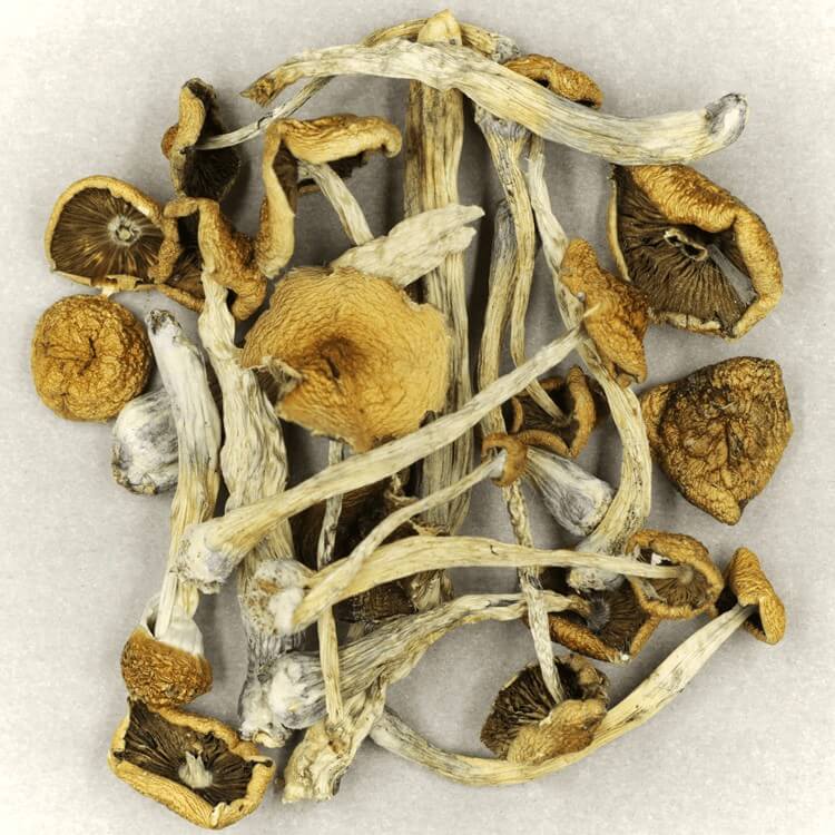  | Mushroom Gummies Canada