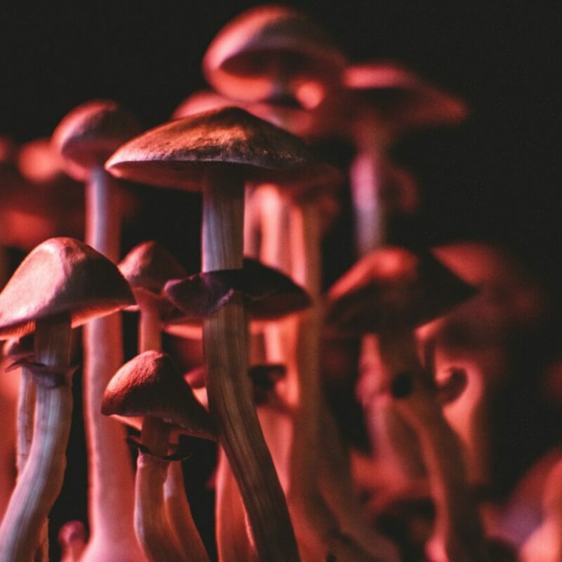  | Mushroom Gummies Canada