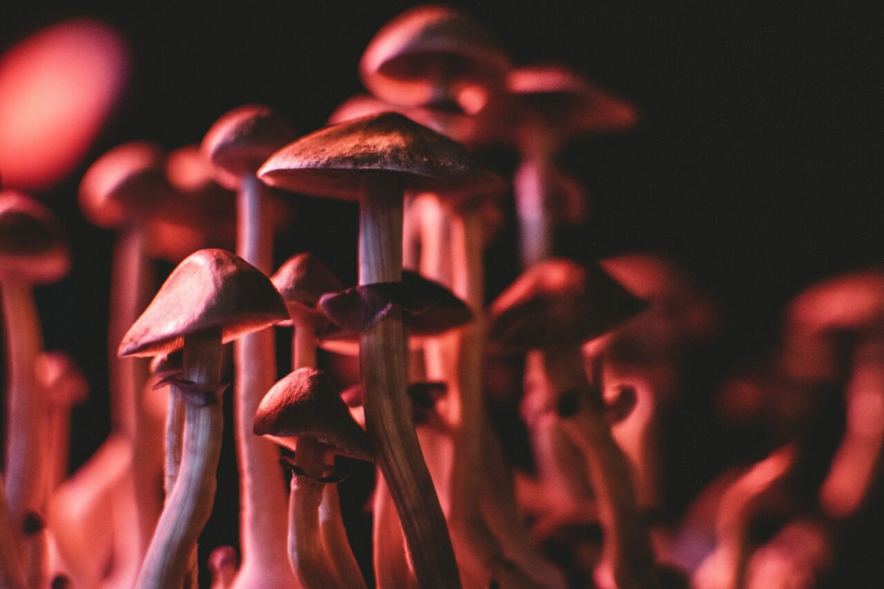 How I Successfully Purchased Psychedelics Online (While Steering Clear of Scams)
